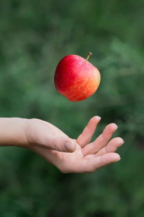 Apfel, der in eine Hand fällt